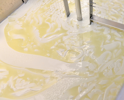 Artisan production of cheese, curd cutting and whey in the factory's vat.